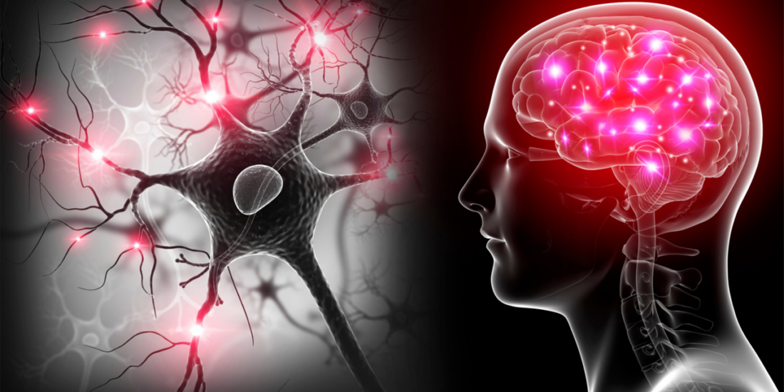 Central Nervous System