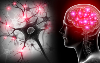 Central Nervous System